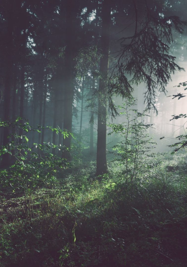 nature nature